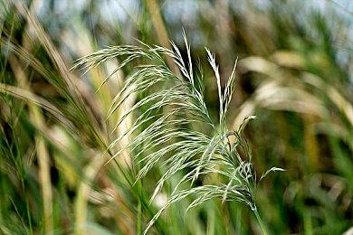 极限竞速地平线4联机专用野豹游戏加速器，带你极速狂飙！